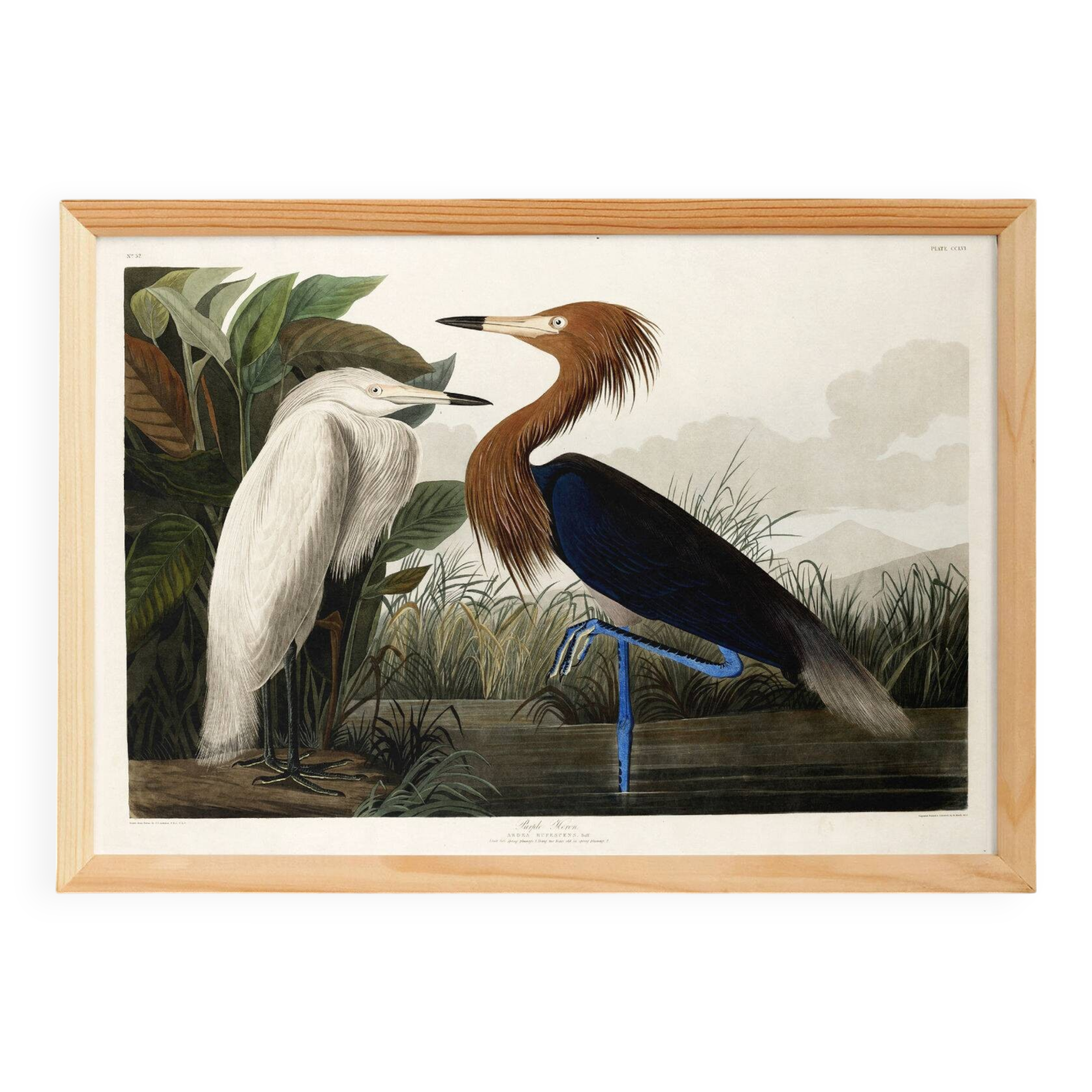Poster about the Reddish Heron, after an old engraving from 1827.