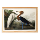Poster about the Reddish Heron, after an old engraving from 1827.