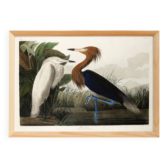 Poster about the Reddish Heron, after an old engraving from 1827.