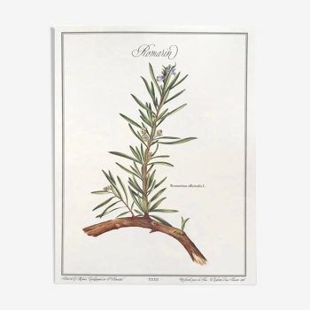 Botanical board rosemary