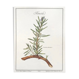 Botanical board rosemary