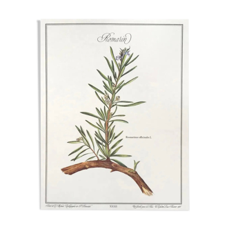 Botanical board rosemary