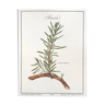 Botanical board rosemary