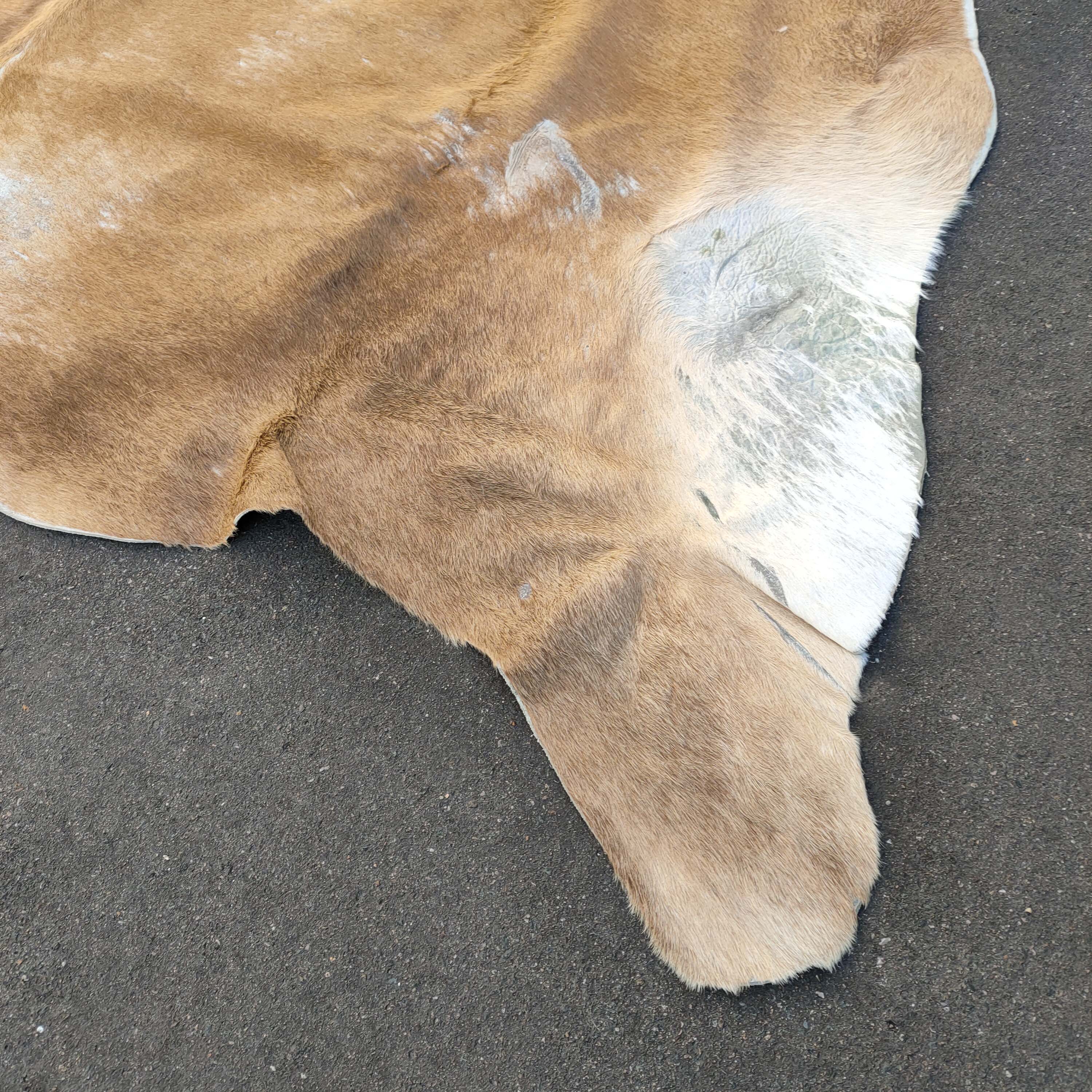 Large Cow skin 200x200cm