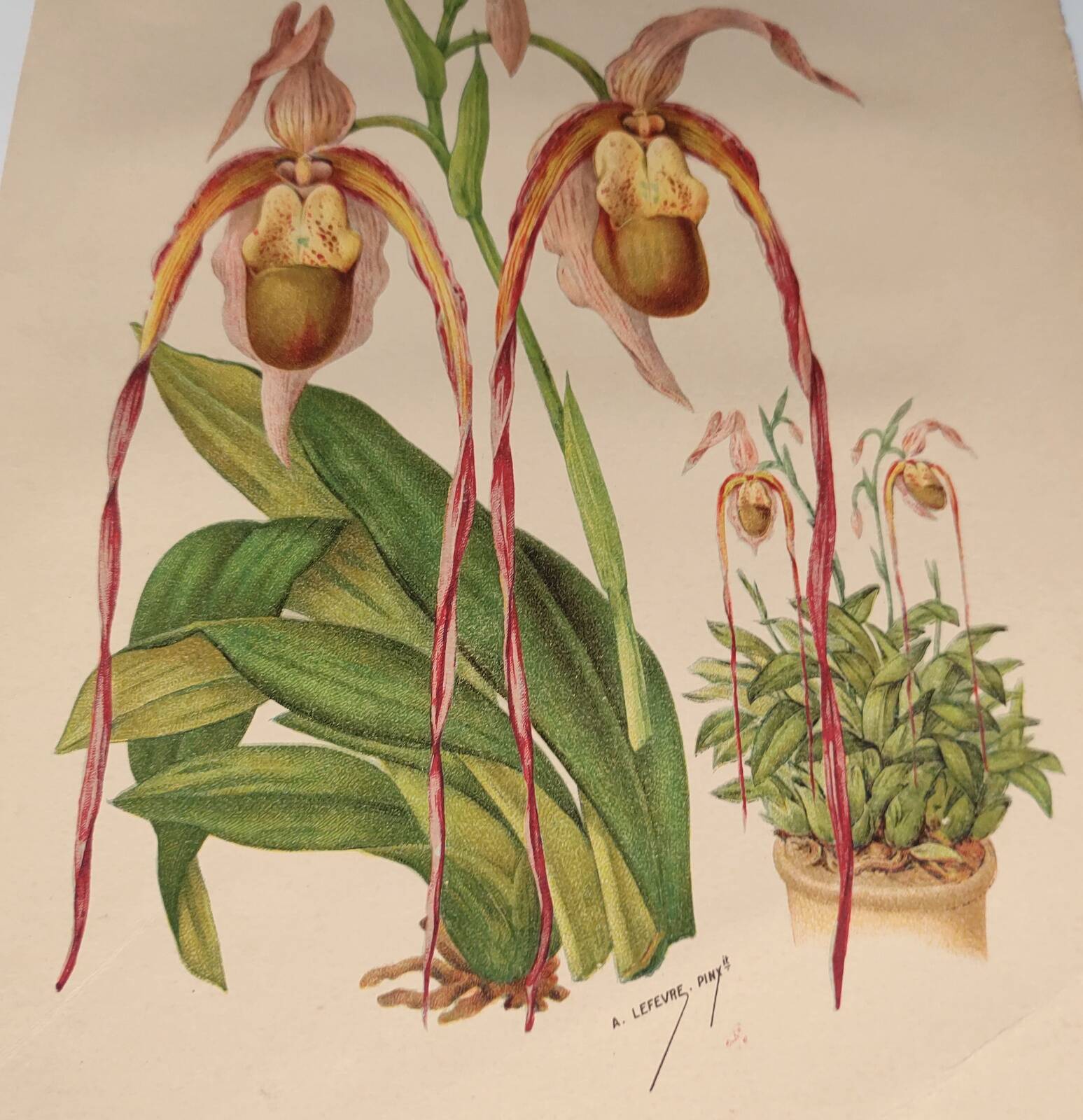 Gravure botanique "Sélénipédium grand" de A.Lefevre, 1897