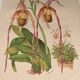 Gravure botanique "Sélénipédium grand" de A.Lefevre, 1897