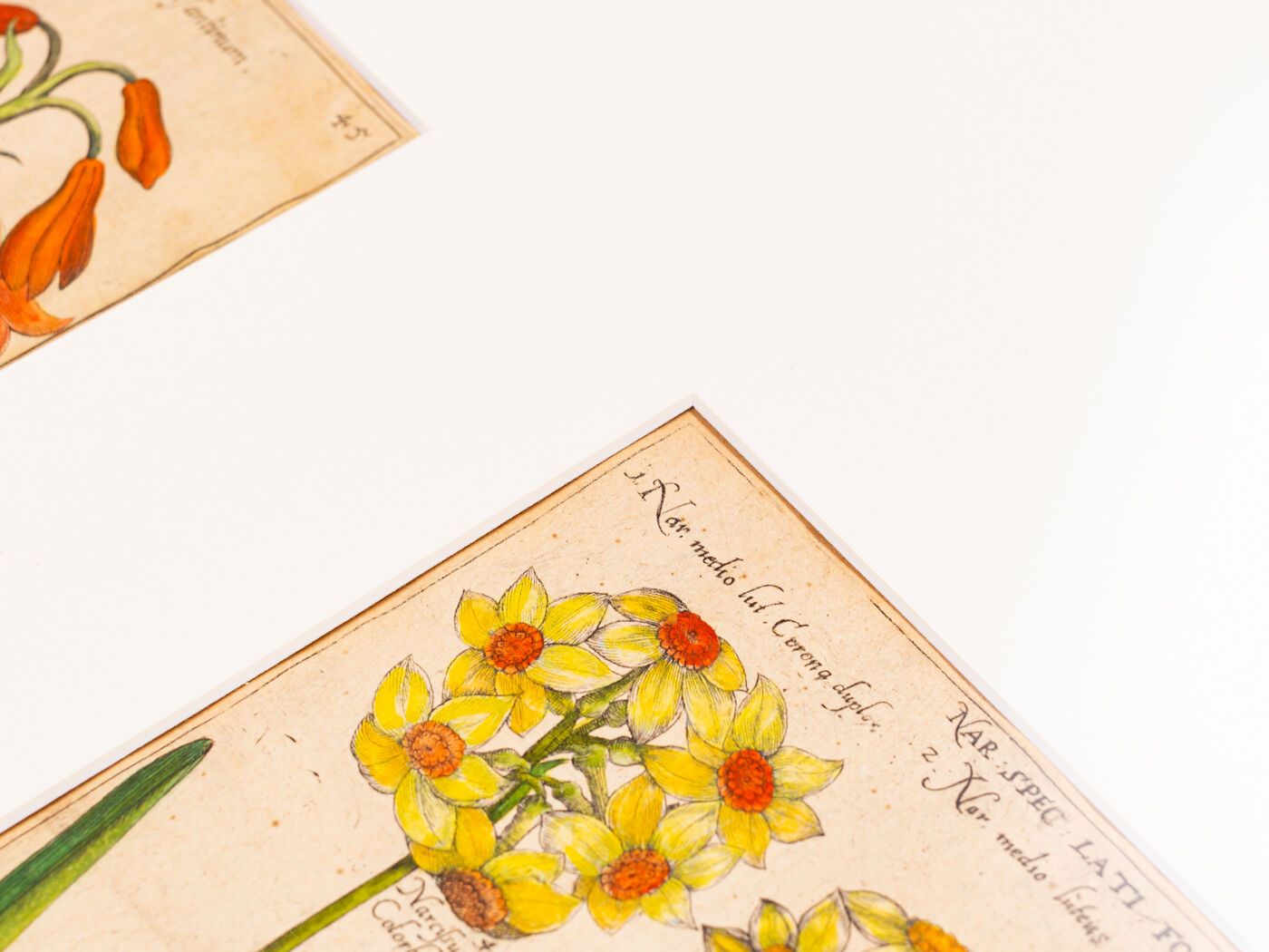 Botanical Drawings from the 18th Century, Colored Copperplate, 83 x 113 cm