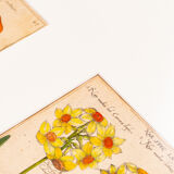 Botanical Drawings from the 18th Century, Colored Copperplate, 83 x 113 cm