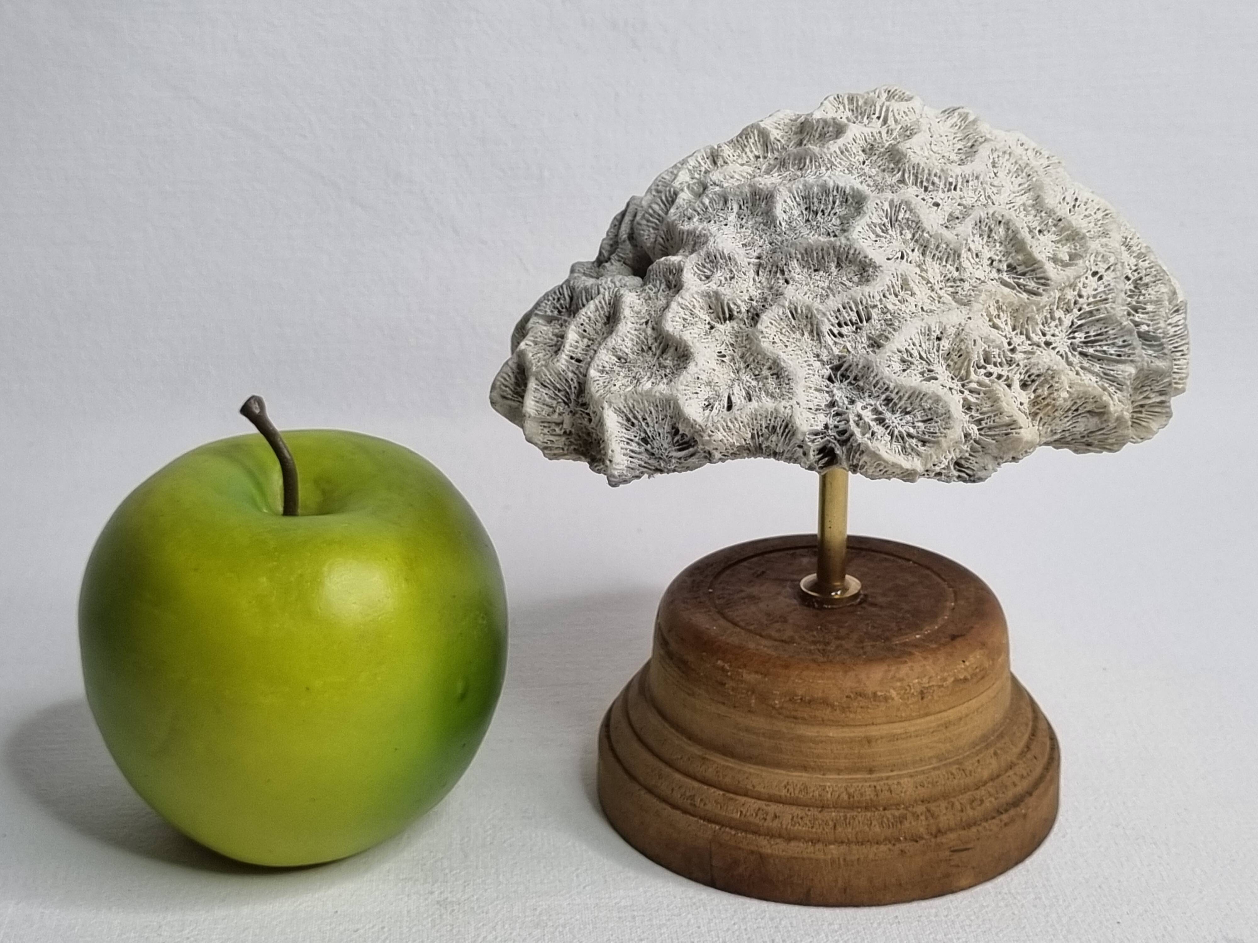 Ancien corail méandrique sur socle en bois tourné, 15 cm