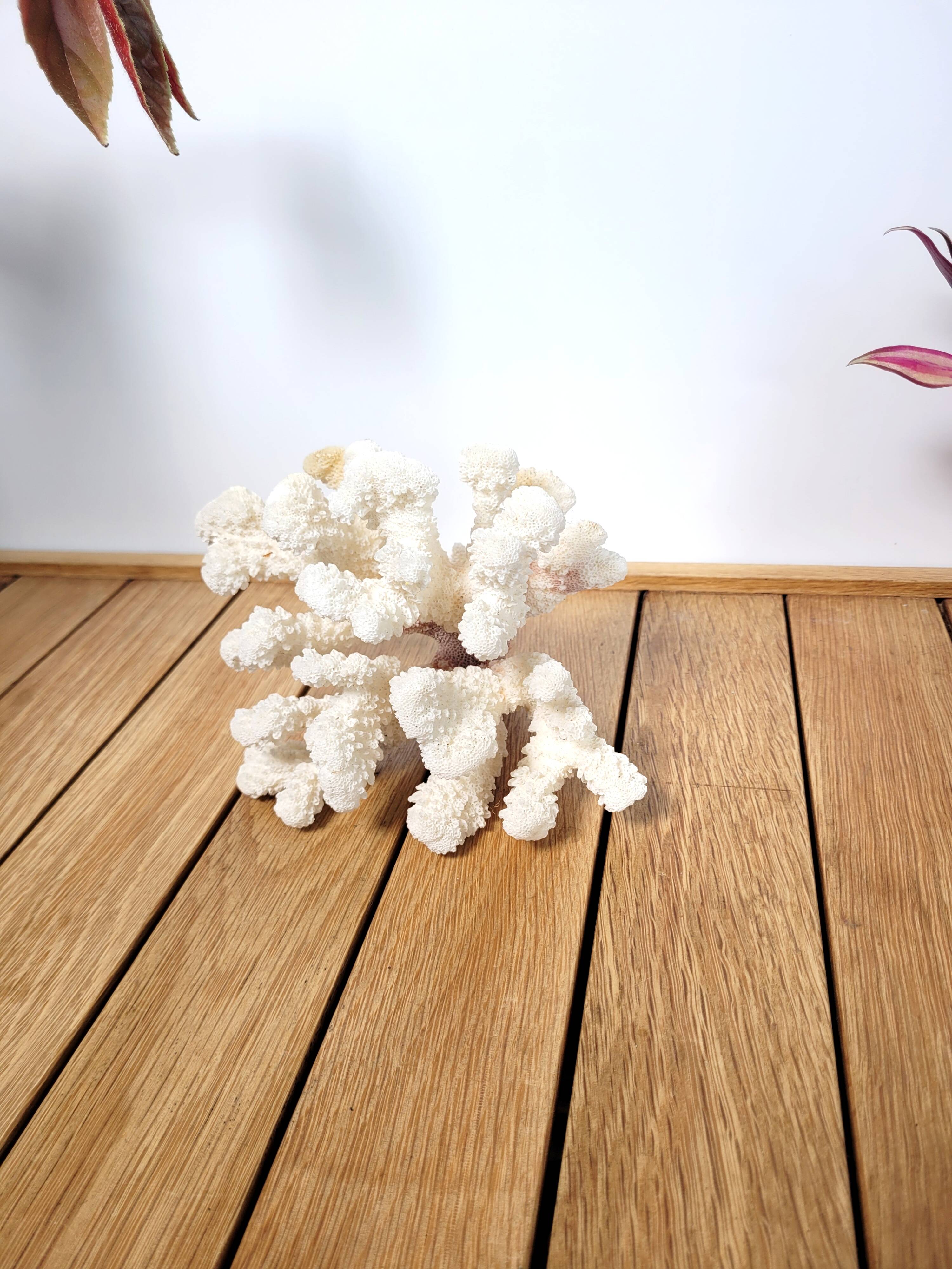 Curiosity white coral branch 17cm