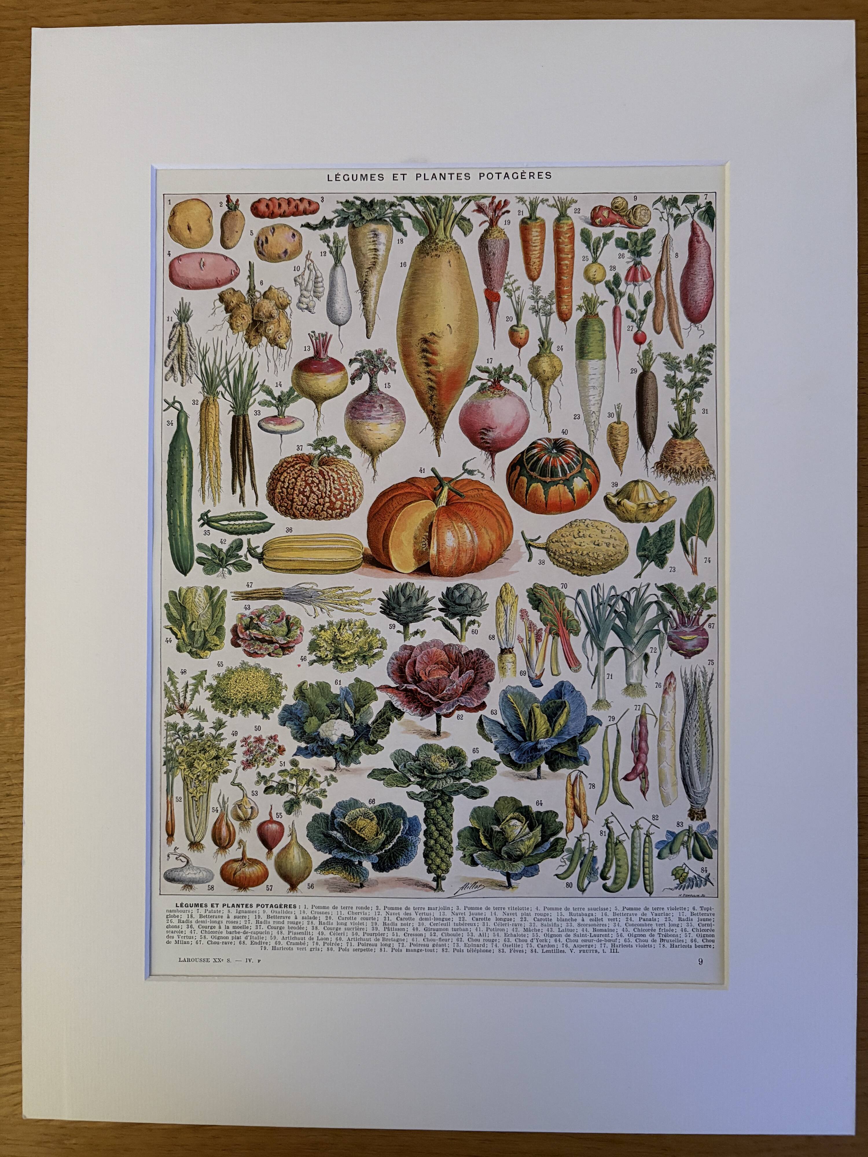 Illustrated plate of vegetables and vegetable plants - 1930