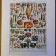 Illustrated plate of vegetables and vegetable plants - 1930