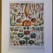 Illustrated plate of vegetables and vegetable plants - 1930