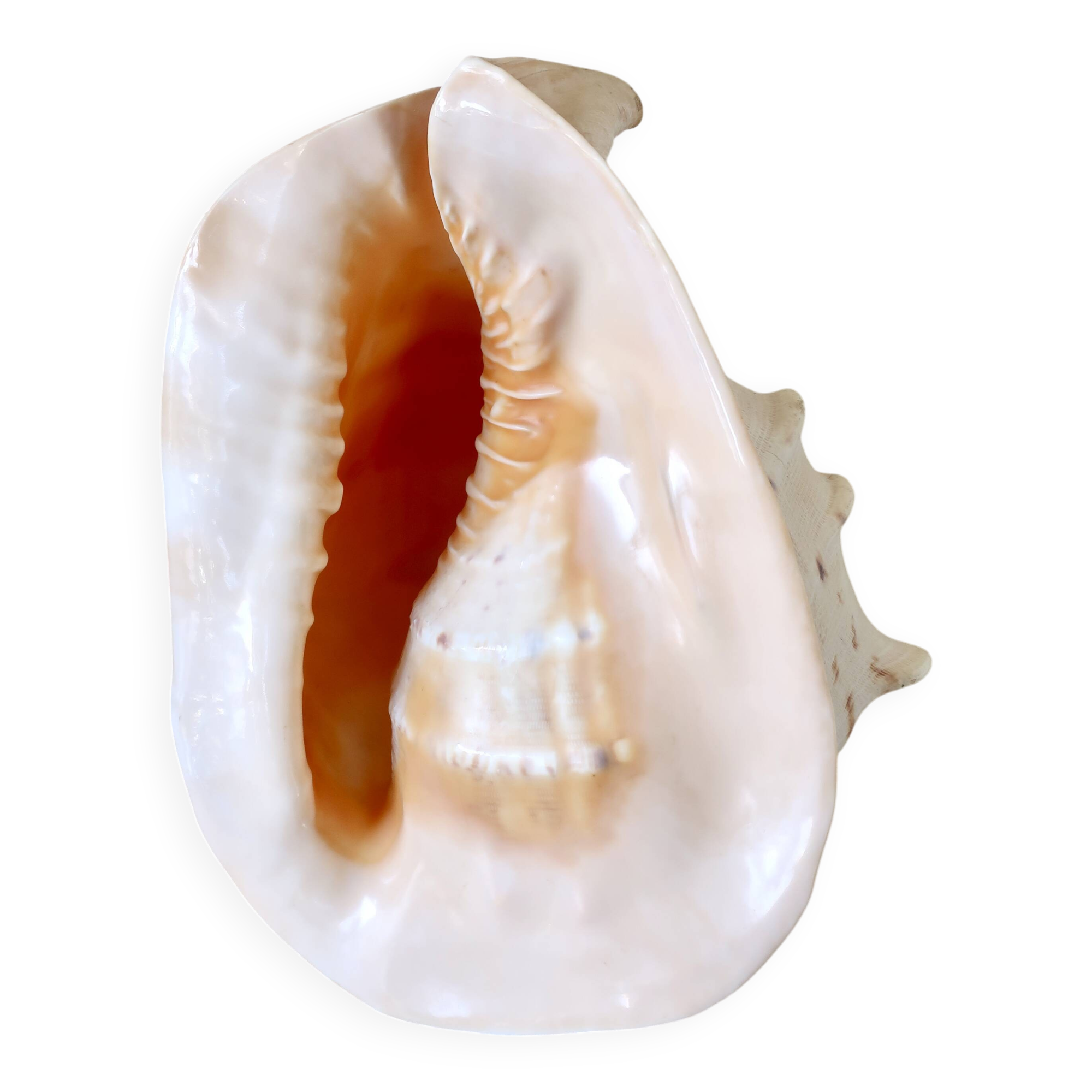 Rare and Large "Cassis Cornuta", Horned Helmet 32 cm, TBE