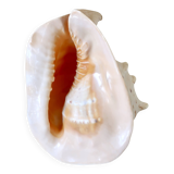 Rare and Large "Cassis Cornuta", Horned Helmet 32 cm, TBE