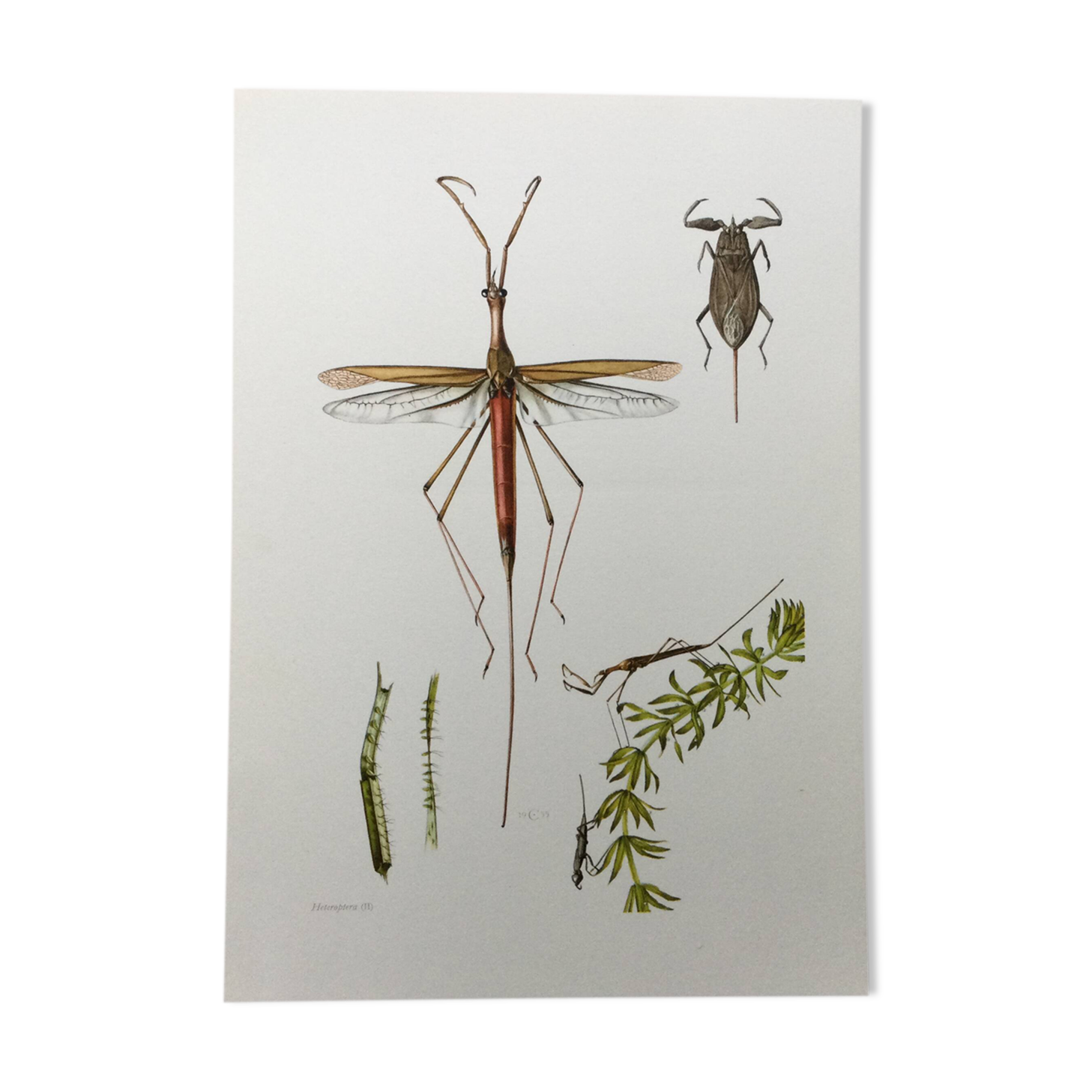 Vintage insect print. Original plate 1969.