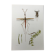 Vintage insect print. Original plate 1969.