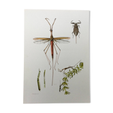 Vintage insect print. Original plate 1969.