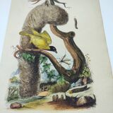 Old engraving from 1838 - Weaver and its nest - Hand-colored plate. zoology and ornithology