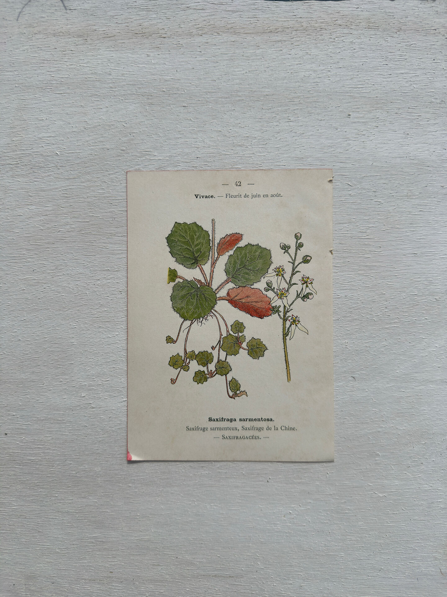 Botanical Plate 1800 Old naturalist engraving 19th century double-sided