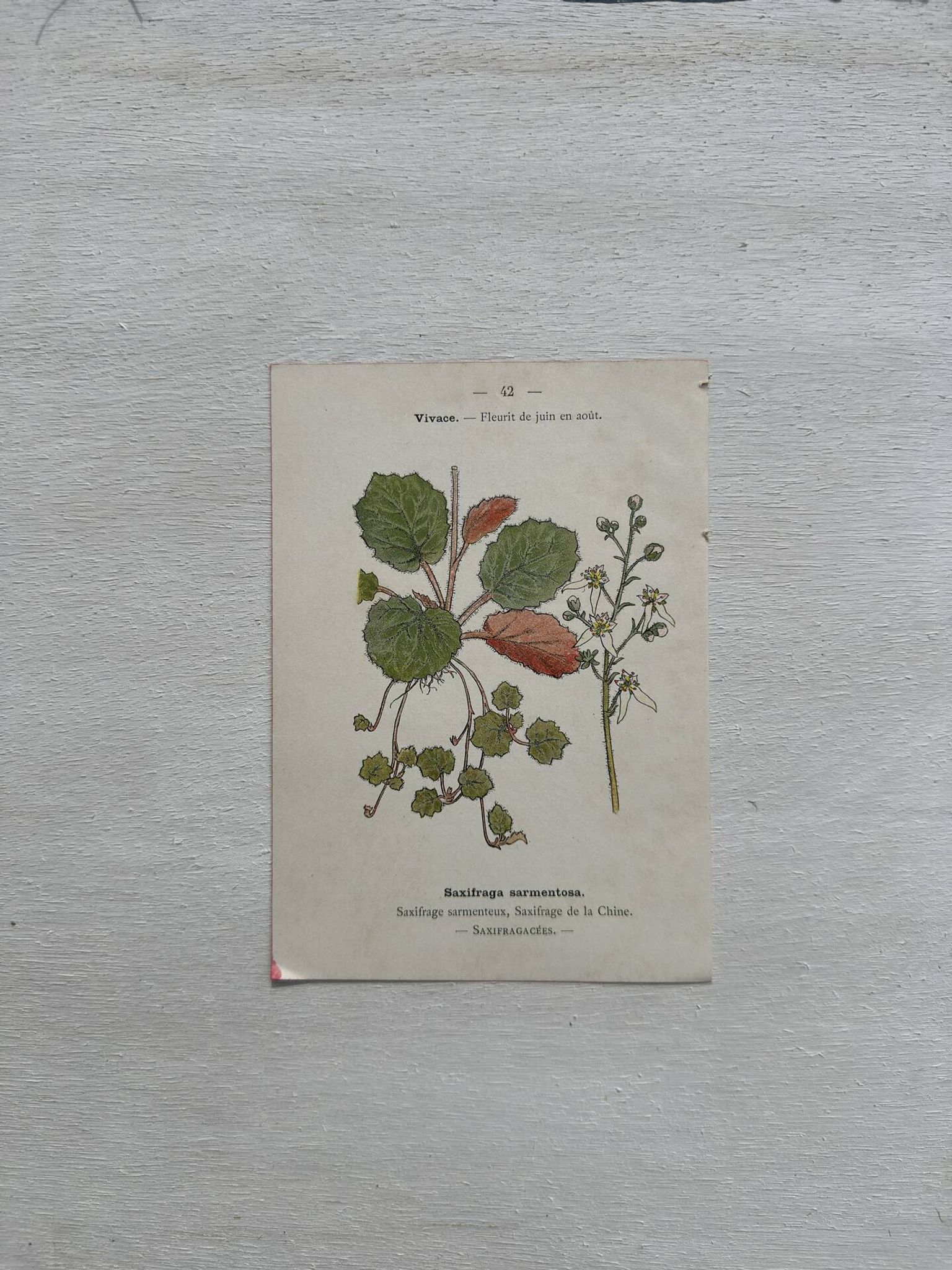 Planche Botanique 1800 Gravure naturaliste ancienne 19eme recto verso