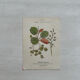 Botanical Plate 1800 Old naturalist engraving 19th century double-sided