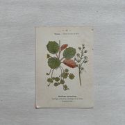 Planche Botanique 1800 Gravure naturaliste ancienne 19eme recto verso
