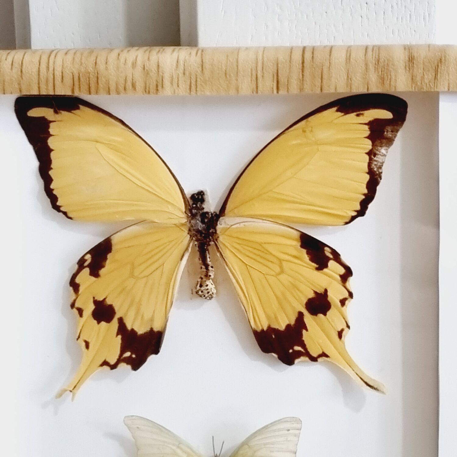 Frame 9 butterflies naturalized Congo 1984