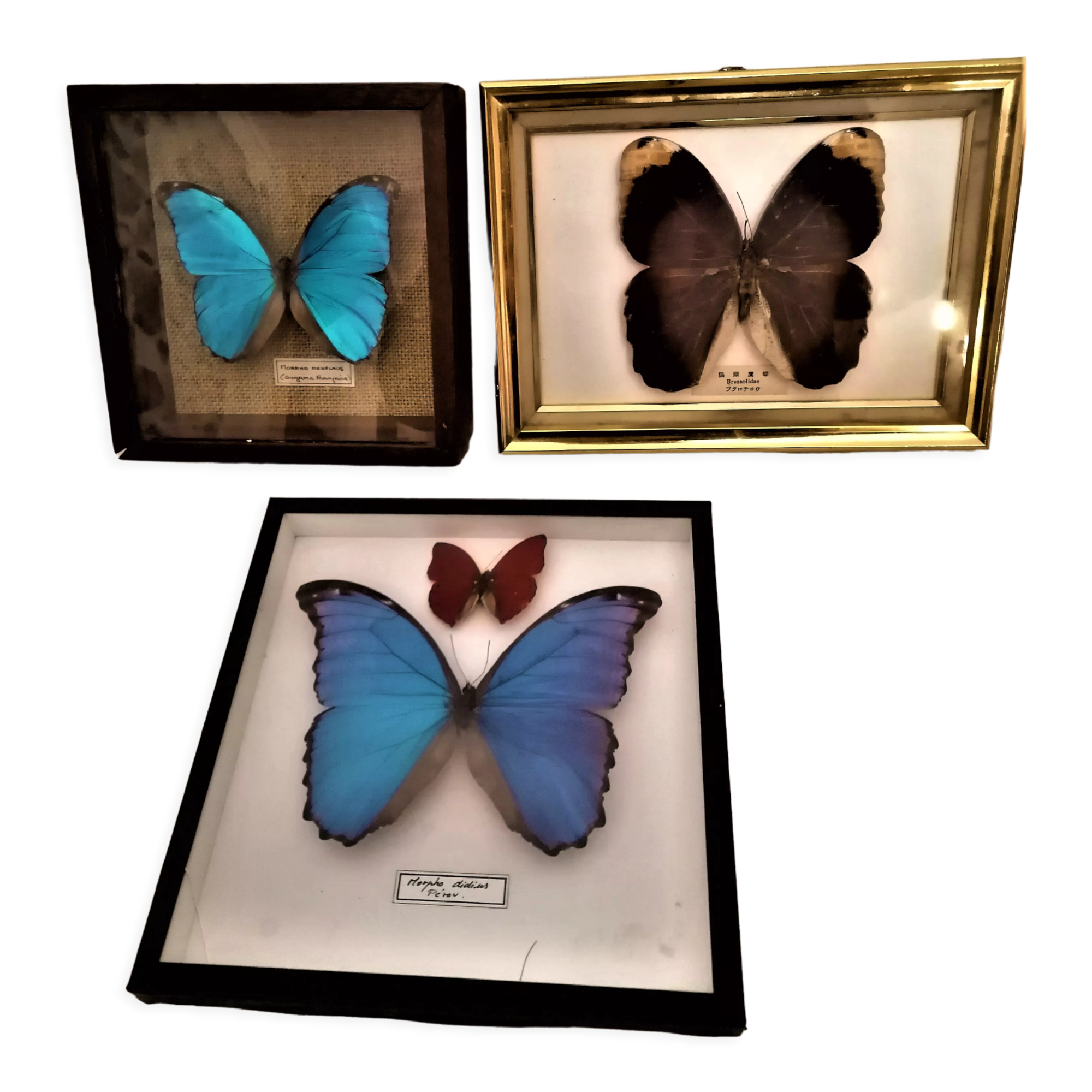 3 stuffed butterflies