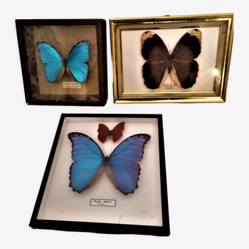 3 papillons naturalisés Cabinet de curiosité, entomologie