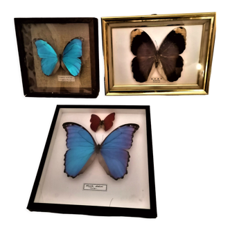 3 papillons naturalisés Cabinet de curiosité, entomologie