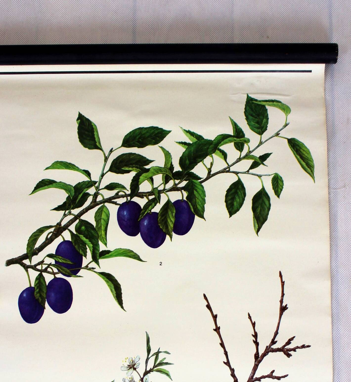 Vintage School Botanical Posters, 1950s, Set of 3