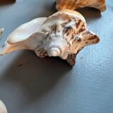 Shells lot or detail, Strombus Lobatus Peruvianus