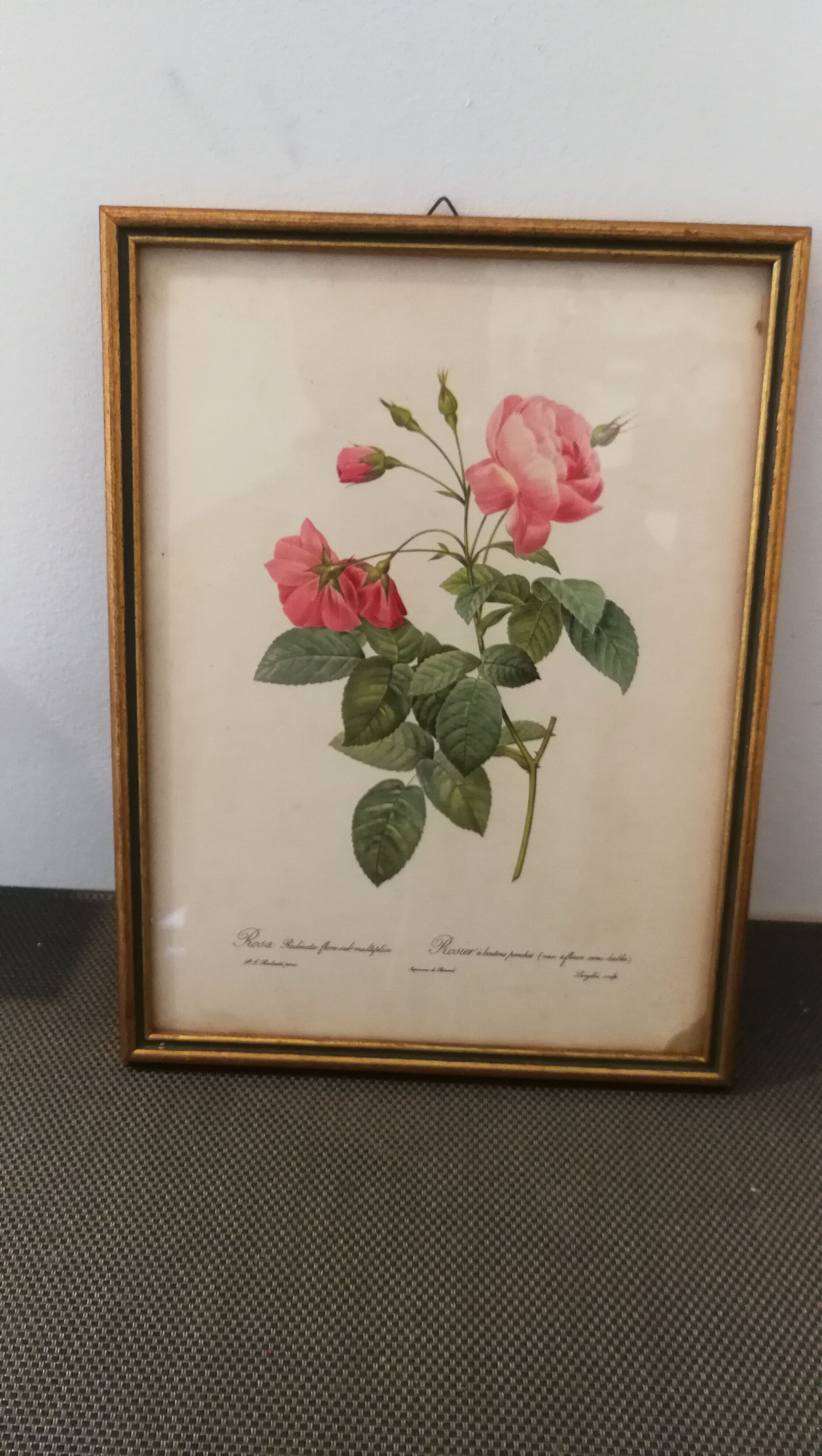 Botanical frame p. j redouté pinx imprimerie de rémond