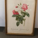 Botanical frame p. j redouté pinx imprimerie de rémond