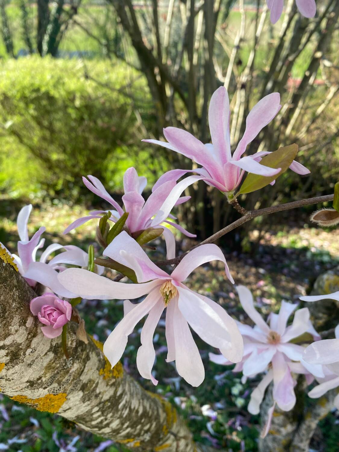 Antique wooden birdcage