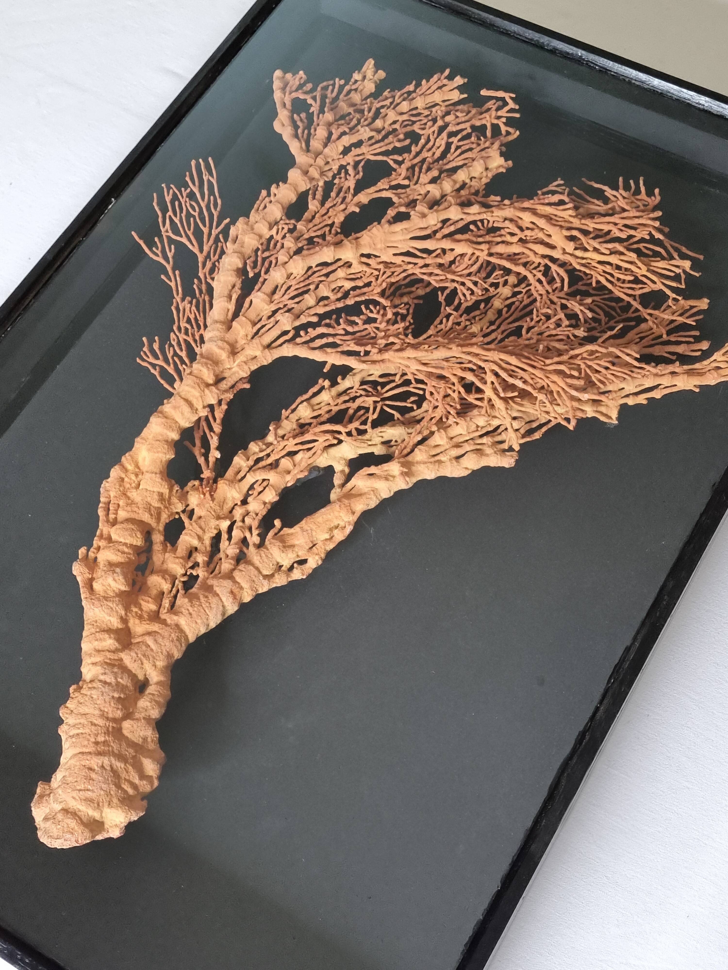 Orange coral, "Gorgon" framed under glass, 60 cm