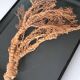 Orange coral, "Gorgon" framed under glass, 60 cm