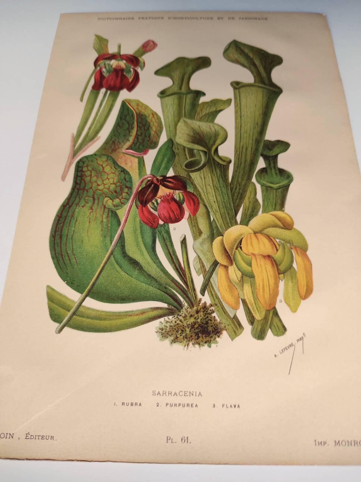 Botanical engraving from 1897 - drawing of Sarracenia - original old flower plate by A.Lefevre