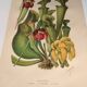 Botanical engraving from 1897 - drawing of Sarracenia - original old flower plate by A.Lefevre