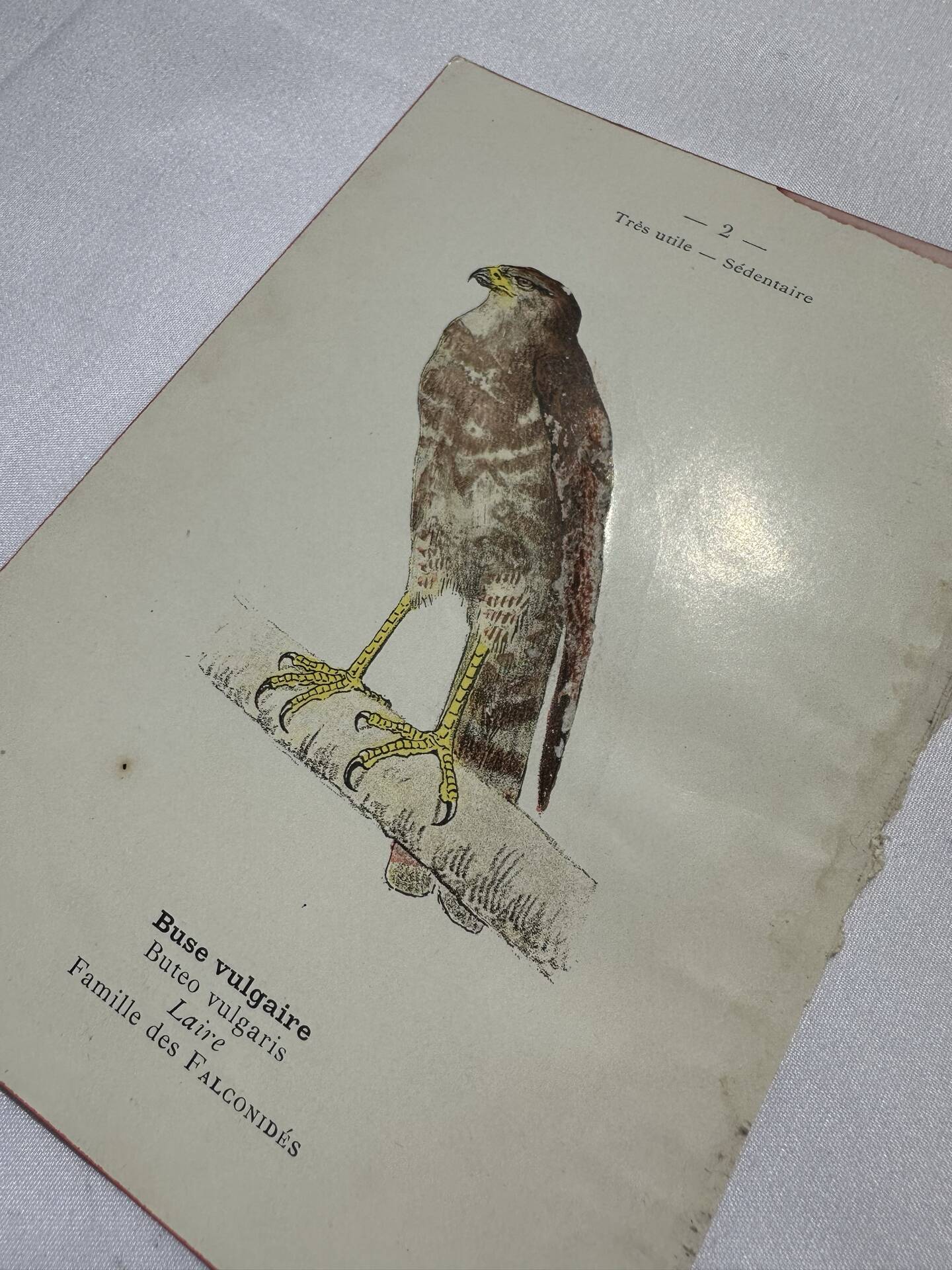 Planche Botanique Gravure oiseaux naturaliste  19eme recto verso  A
