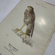 Planche Botanique Gravure oiseaux naturaliste  19eme recto verso  A