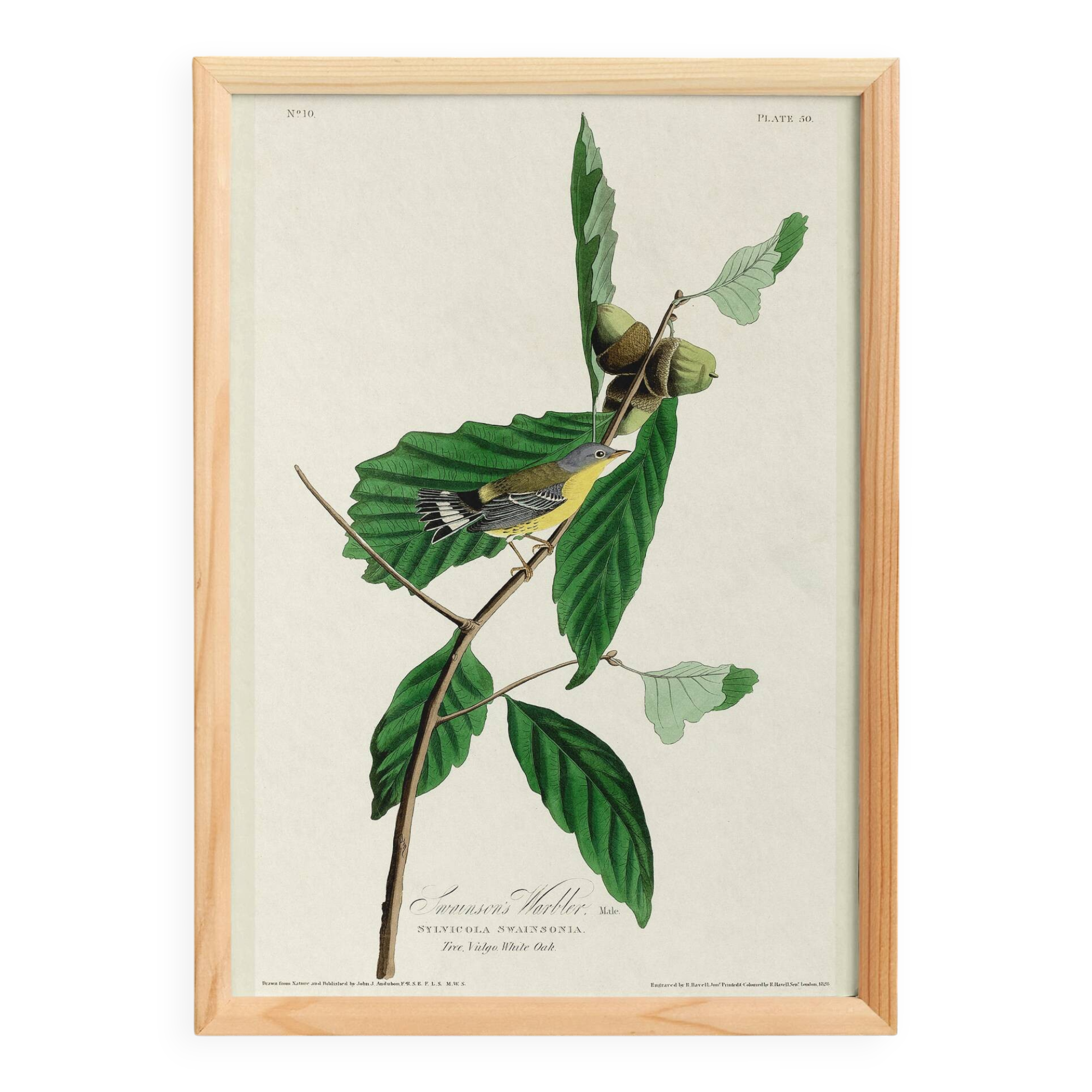 Poster for Swainson's Warbler, after an old engraving from 1827.