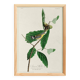Poster for Swainson's Warbler, after an old engraving from 1827.
