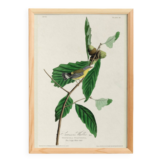Poster for Swainson's Warbler, after an old engraving from 1827.