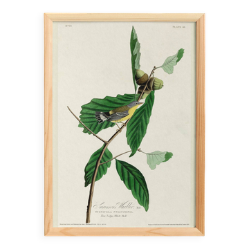 Affiche sur la Paruline de Swainson, d’après une gravure ancienne de 1827.