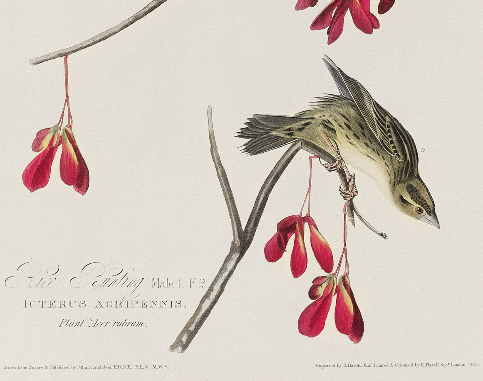 Poster about the Gobball, based on an old engraving from 1827.