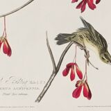 Poster about the Gobball, based on an old engraving from 1827.