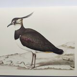 Planche oiseau ancienne -Vanneau huppé- Illustration Vintage nature