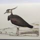 Planche oiseau ancienne -Vanneau huppé- Illustration Vintage nature